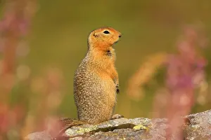 Denali: 80187278 Arctic Ground Squirrel Denali National