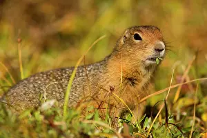 Denali: 80187280 Arctic Ground Squirrel Denali National