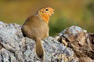 Denali: 80187281 Arctic Ground Squirrel Denali National
