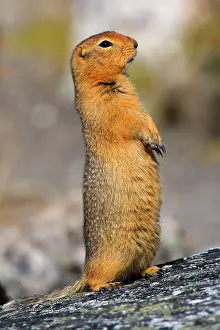 Denali: 80187282 Arctic Ground Squirrel Denali National