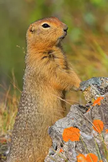 Denali: 80187283 Arctic Ground Squirrel Denali National