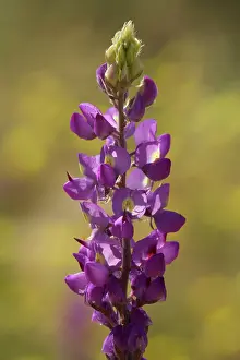 Lupine: 80187290 Arizona Lupine - a violet blooming Arizona