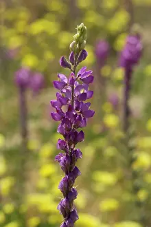 Lupine: 80187291 Arizona Lupine - a violet blooming Arizona