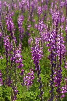 Lupine: 80187292 Arizona Lupine - a meadow of violet blooming