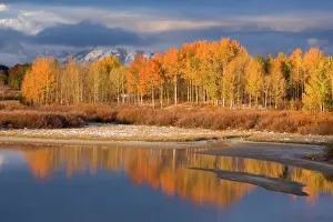 Quaking: 80187293 Quaking aspen - brightly yellow coloured