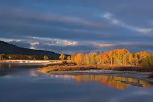 Quaking: 80187294 Quaking aspen - bright yellow coloured