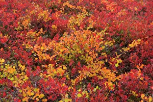 Mosaic: 80187306 autumn tundra - colourful mosaic of yellow