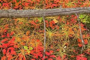 Horsetail: 80187315 bearberry and horsetail - pattern of brightly