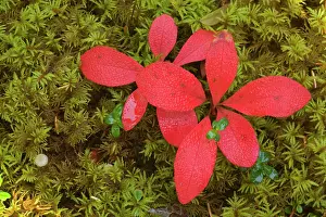 Bearberry: 80187316 bearberry on moss - brightly red coloured