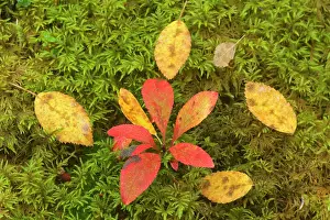 Bearberry: 80187317 bearberry on moss - brightly coloured leaves