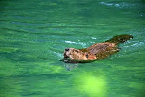 Beaver: 80187318 American beaver - adult beaver swimming