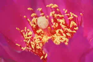 Beavertail: 80187319 Beavertail Cactus - detail of a bright