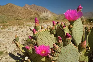 Brightly: 80187320 Beavertail Cactus - brightly pink blooming