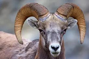 Bighorn: 80187321 Bighorn Sheep - portrait of a big male