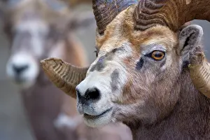 Bighorn: 80187322 Bighorn Sheep - portrait of a big male