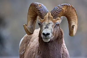 Bighorn: 80187323 Bighorn Sheep - portrait of a big male