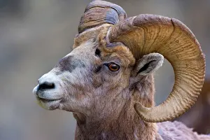 Bighorn: 80187324 Bighorn Sheep - portrait of a big male