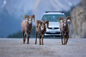 Bighorn: 80187325 Bighorn Sheep - three bighorn sheep strolling