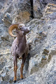 Bighorn: 80187326 Bighorn Sheep - adult bighorn sheep standing