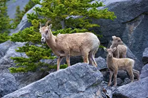 Bighorn: 80187327 Bighorn Sheep - female adult bighorn sheep