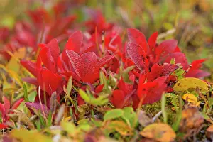 Bearberry: 80187342 Black Bearberry - brightly red coloured