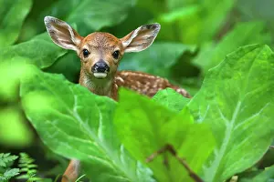 Hides: 80187343 Black-tailed Deer - deer fawn hides behind