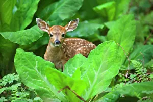 Hides: 80187344 Black-tailed Deer - deer fawn hides behind