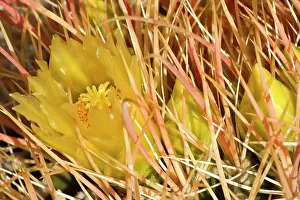 Barrel: 80187352 Red Barrel Cactus - bright yellow blossom