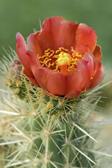 Cholla: 80187353 Wolf's Cholla - single red blossom of a