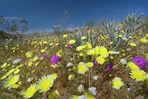 Verbenas: 80187354 blooming desert - flowering pink sand verbenas