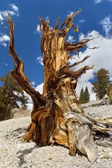 Bristlecone: 80187368 Bristlecone Pine - very gnarled dead bristlecone