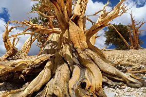 Bristlecone: 80187369 Bristlecone Pine - very gnarled dead bristlecone