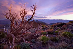 Bristlecone: 80187370 Bristlecone Pine - very gnarled dead bristlecone