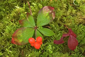 Brightly: 80187386 bunchberry - bunchberry with brightly red