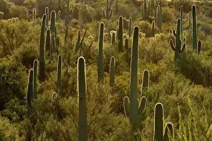 Saguaro: 80187388 Cactus desert - desert with saguaro cacti