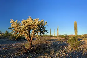 Cholla: 80187389 Cactus desert - desert with a Jumping Cholla