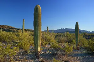 Saguaro: 80187390 Cactus desert - desert with saguaro cacti