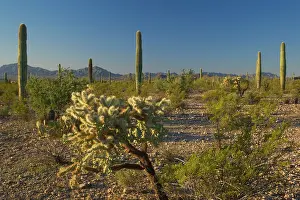 Chollas: 80187391 Cactus desert - desert with Jumping Chollas