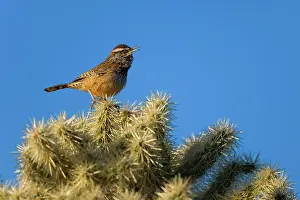 Cholla: 80187393 Cactus Wren - adult wren sitting on a cholla