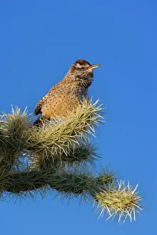 Cholla: 80187394 Cactus Wren - adult wren sitting on a cholla