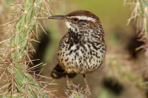 Cholla: 80187395 Cactus Wren - adult wren sitting on a cholla
