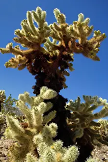 Cholla: 80187401 Cholla Cactus Garden - a big Teddy Bear