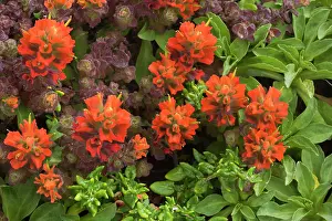 Paintbrush: 80187403 Coast indian paintbrush - flowering paintbrush