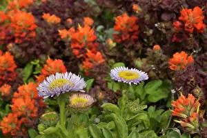 Daisies: 80187404 coastal flowers - flowering seaside daisies