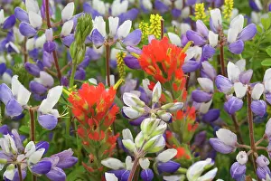 Lupine: 80187405 coastal flowers - flowering Miniature Lupine