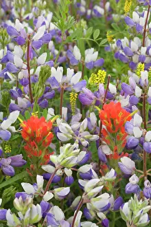 Lupine: 80187406 coastal flowers - flowering Miniature Lupine