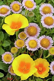 Daisies: 80187409 coastal flowers - flowering Seaside Daisies