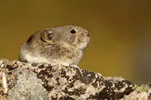Pika: 80187414 Collared pika - adult pika sitting on a