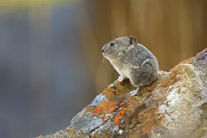 Pika: 80187415 Collared pika - adult pika sitting on a