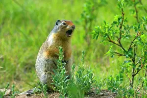 Columbian: 80187416 Columbian Ground Squirrel - single adult